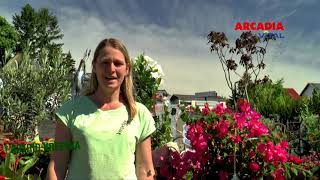 Mediterrane Kübelpflanzen Für Balkon Terrasse Tipps Vom Profi