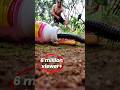 Stop calling me a kid, buddy. Now I can conquer a millipede #shorts #shortsfeed #shortsvideo
