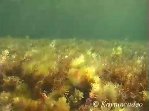 © Водоросли Чёрного моря. Цистозира бородатая (Cystoseira barbata ...