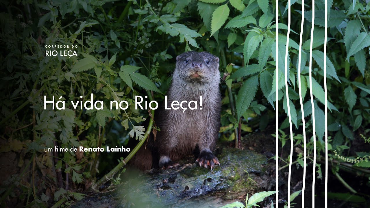 O Rio Leça - Biodiversidade 2022/23