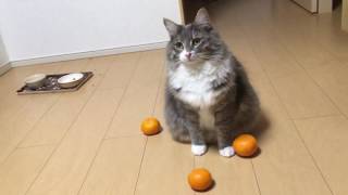 嫌いなのにちょっかいを出す猫 ノルウェージャンフォレストキャットCat dislike it but interfere.Norwegian Forest Cat.
