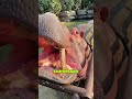 What Makes a Hippo Happy? 🍉🦛