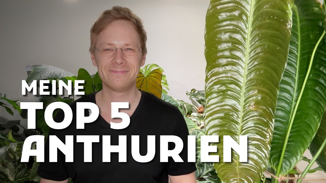 TOP 5 Anthurien für dein Zuhause – Diese Pflanzen sind echte Hingucker!
