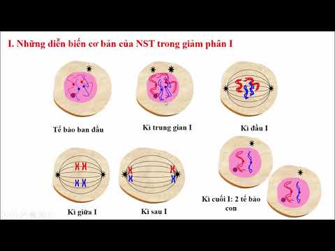 Chuyên đề 2: Nhiễm sắc thể - Giảm phân - Sinh học 9 - Hoc24.vn