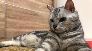 【美短】ㄡ貴巧1090507