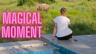 '아이 러브 팬츠 롯지'에서 코끼리 구경하기 🇹🇭태국