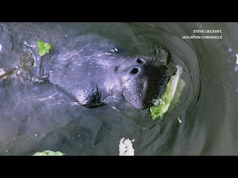 Video: Ist Houston ein Bayou?