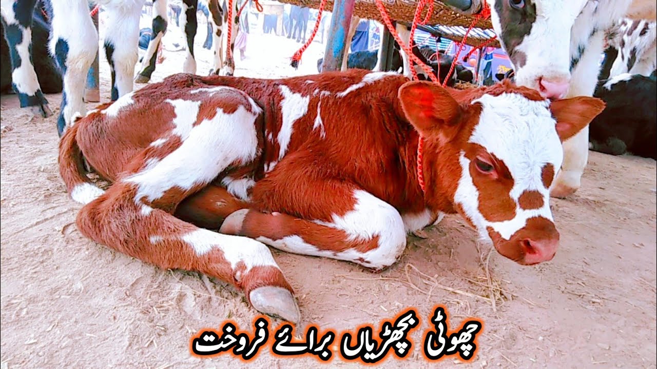 AUSTRALIAN COW CALF FOR SALE IN PAKISTAN YouTube