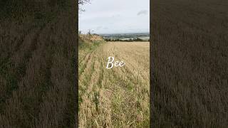 Bee - Heather Kelly #poetry #originalpoem #foryou