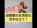 花が終わった胡蝶蘭が、衝撃の生まれ変わり!!