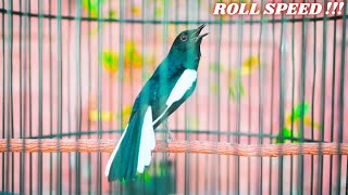 PANCINGAN KACER ROLL SPEED, MATERI JUGA BANYAK, SANGAT MEMBANTU MELATIH MENTAL KACER ANDA !!!