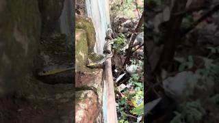 Aaj Mere Ghar Main Ye Ret Pe Kya Dekh Liya 😱🐍 | #minivlog #snake #petlover #pigeon