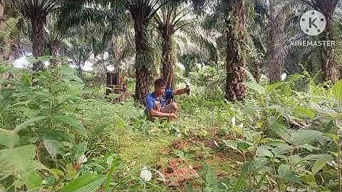 ini dia cara mikat kacer yang udah sering di pikat orang!!!!