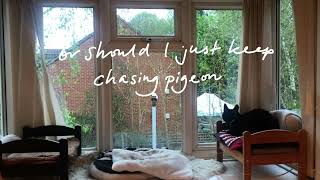 Just keep chasing pigeons by Knitsewrella 73 views 3 days ago 1 minute, 30 seconds