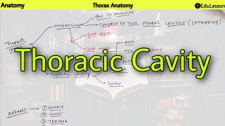 Thoracic Cavity - Mediastinum, Pleura, Lungs || Thoracic Anatomy screenshot 5
