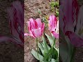 Шикарные тюльпаны ☺😍☺Крым...
