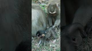 Grandma monkey likes newborn baby #shorts