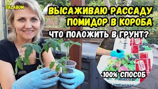 видео: БЕЗ ЭТИХ ПОДКОРМОК НЕ ВЫСАЖИВАЙТЕ рассаду томатов. Делюсь секретами богатого урожая @galabum картинка: БЕЗ ЭТИХ ПОДКОРМОК НЕ ВЫСАЖИВАЙТЕ рассаду томатов. Делюсь секретами богатого урожая @galabum