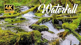 Relaxing River Sounds | Nature Sounds | Peaceful Forest Ambience | Singing Birds by Relaxing Music & Sounds 19 views 2 years ago 3 hours