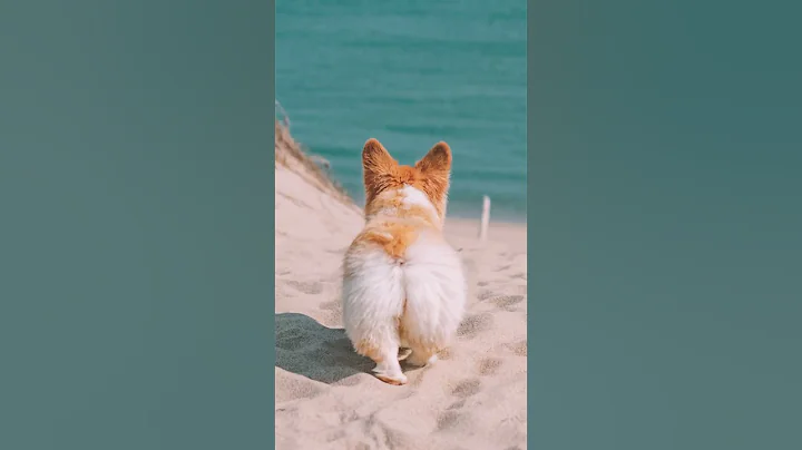 My Corgi Just Delivered the MOST EPIC COMEBACK! 😂 😂 😂 #shorts #corgi - DayDayNews