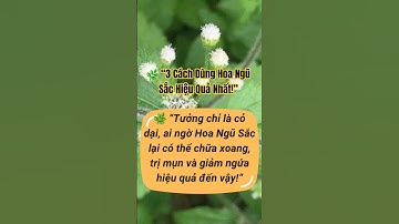 🎬 TẬP 2 – Cách Dùng Hoa Ngũ Sắc Trong Dân Gian / Trị viêm xoàn, mụn nhọt, thanh lọc cơ thể