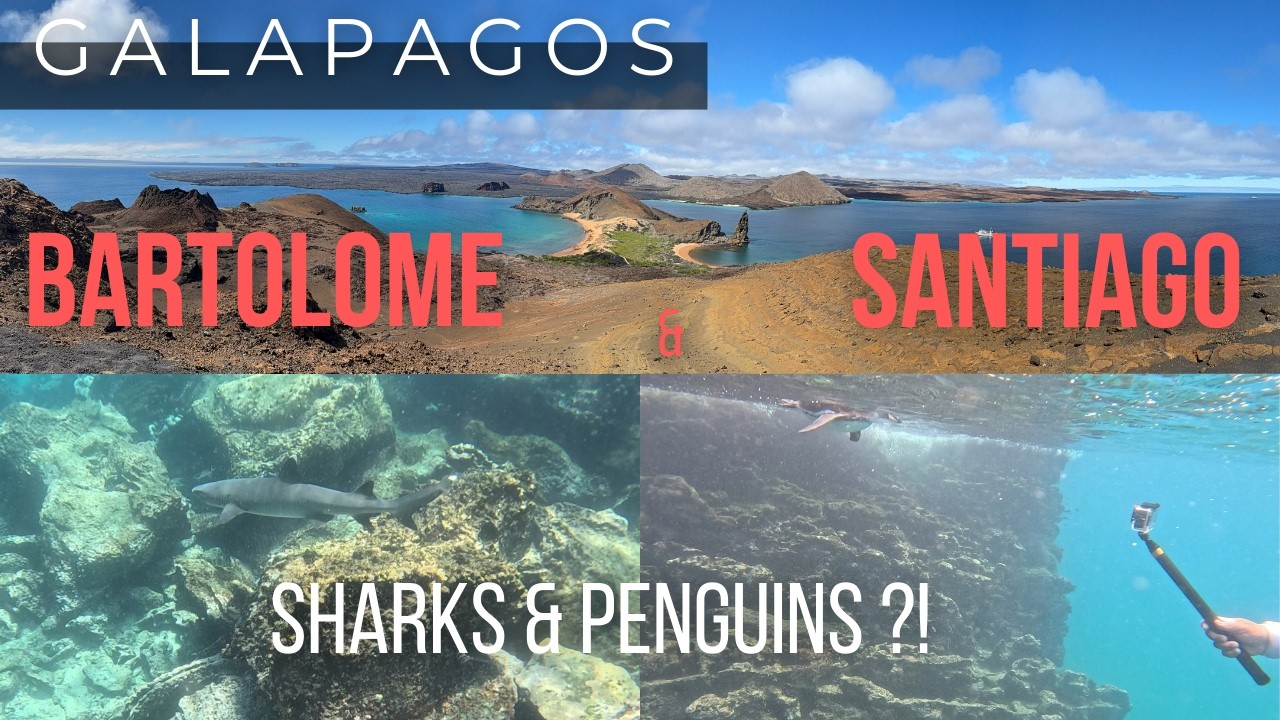 BARTOLOME & SANTIAGO: Lava landscapes, snorkeling with Sharks, Penguins & Pinnacle Rock