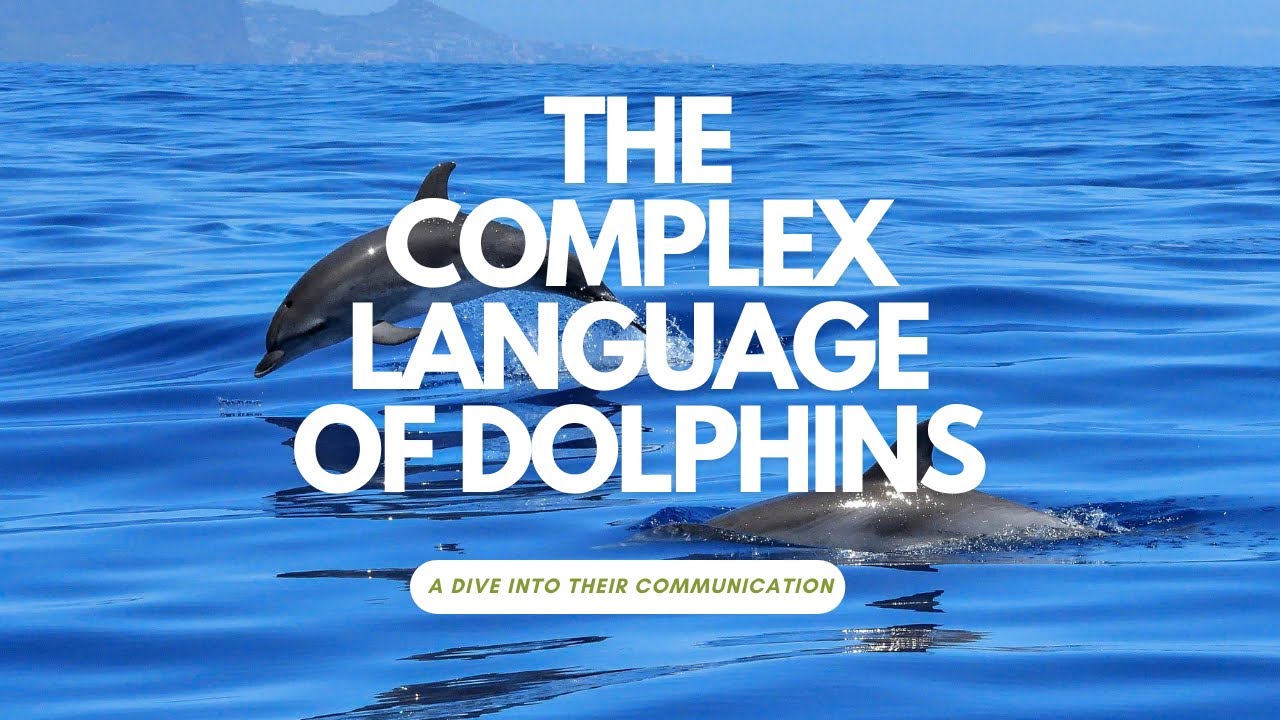 The Complex Language of Dolphins: A Deep Dive into Their Communication ...