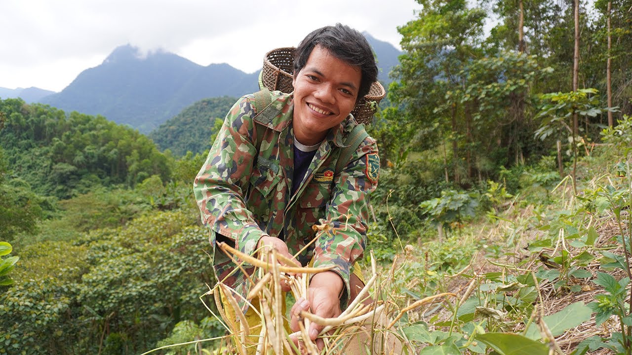 Thu hoạch đậu đen xanh lòng trên đỉnh núi cao