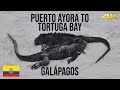 Galápagos: Puerto Ayora to Tortuga Bay - Walking Tour 4K 60fps (Ecuador)