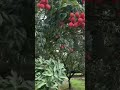 荔枝熟了#lychee  #fruit  #nature