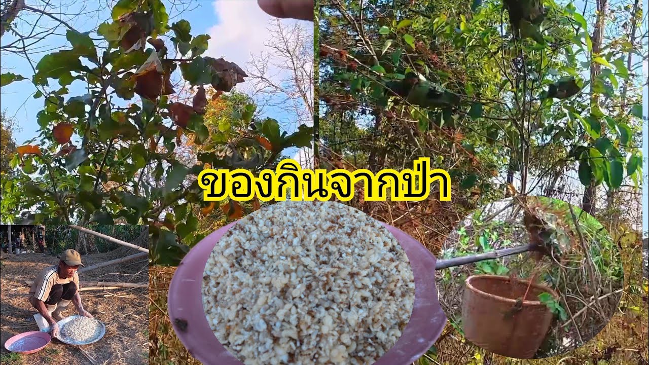 ธรรมชาติอุดมสมบูรณ์หาได้ง่ายคักไข่มดแดงบ้านข้อย