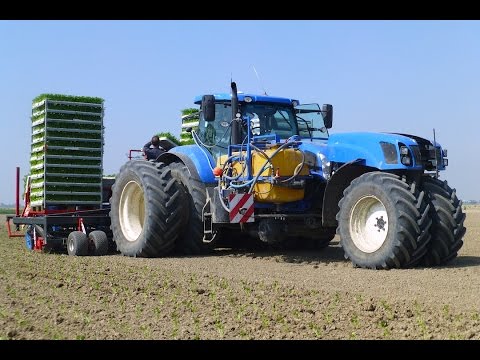 Planting Celeriac | New Holland T7.270 Trike / Ferrari Multipla 12-rij | Knolselderij planten