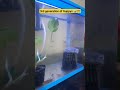 3rd Generation of Guppys Frys #song #music #viral #love #wow #guppy #frys