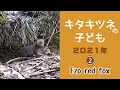 キタキツネの子供◆2021年②　子ぎつね兄弟【北海道の野生動物】