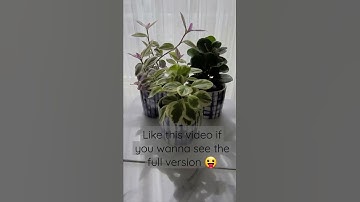 plants growth time lapse failed...