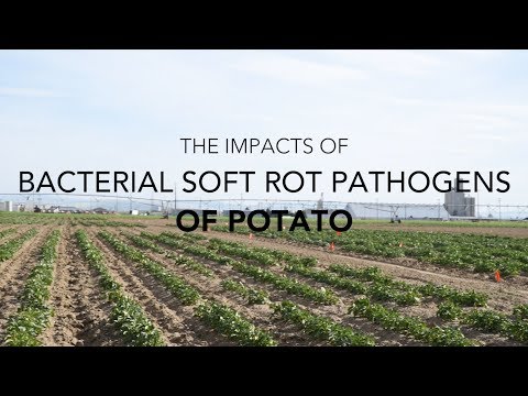 Video: Bacteriële stengel- en wortelrot van zoete aardappel - Leer meer over bacteriële rot van zoete aardappel