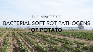 Bacterial Soft Rot Pathogens of Potato screenshot 4