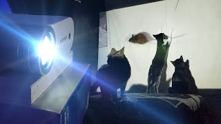 Kittens Play Cat Games on the Projector!
