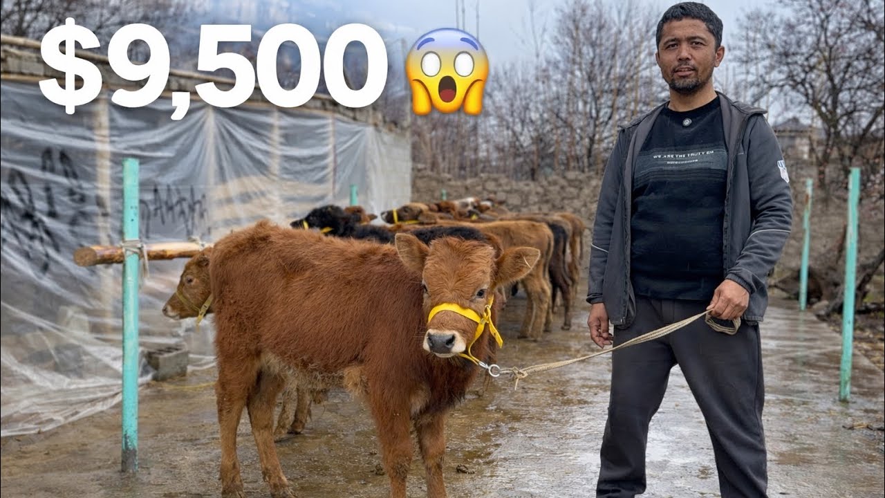 👁️RUSTAMJON AKA BOSHATISHGA QOYVORDI 💸9.500.DAN BOSHLAP BUQACHA MOLAR 2026_03_05_mart.