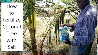 How to Fertilize and protect Coconut tree with Sea Salt / Organic manure and Fertilizer application