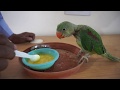 how to feed baby parrot