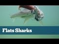 Shallow Water Sharks - Florida Sport Fishing TV - Exciting Action On Florida Keys Flats
