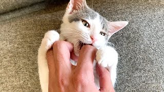 巣立っていく子猫へ最後のモフモフ