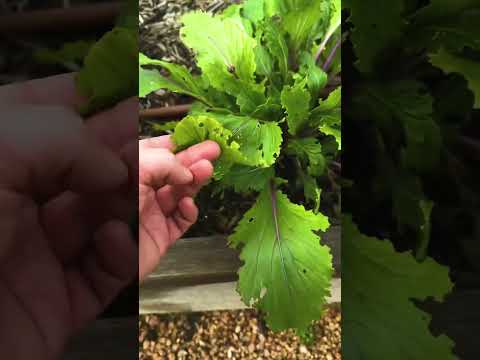 Video: Natural Gardening: Organische Schädlingsbekämpfung