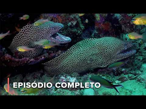 O Mundo Oculto dos Recifes do Oceano Índico na África do Sul | África Litoral 102
