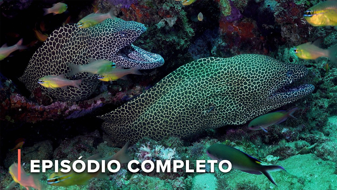 O Mundo Oculto dos Recifes do Oceano Índico na África do Sul | África Litoral 102