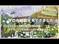 【12月のガーデニング】プロの植栽を参考にホワイトガーデン作り🌸ラグランジアを沢山咲かせるには/クリスマスローズ開花前の大切な作業/クリスマス雑貨飾り