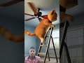 tiger in cat clothing #funny #cat #cute #funnycats #cutecat #cartoonvideo #cartoonvideos #catvideos