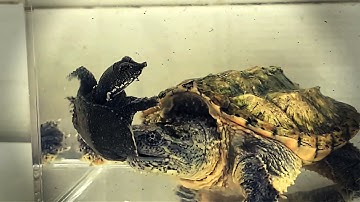 Snapping Turtle Eat Live Turtle | Warning Live Feeding