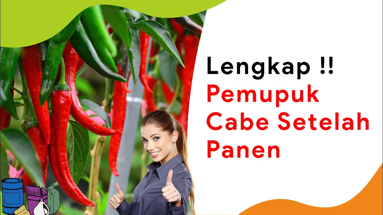 Pemupukan Cabe Setelah Panen, Agar Kembali Produktif Lagi